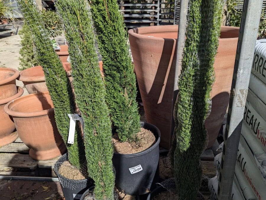 CYPRES-TOTEM dès 49€/89€/149€