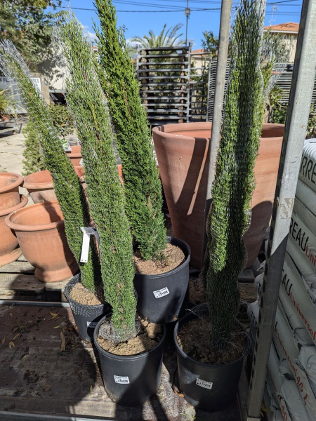 CYPRES-TOTEM dès 49€/89€/149€ CYPRES-TOTEM dès 49€/89€/149€