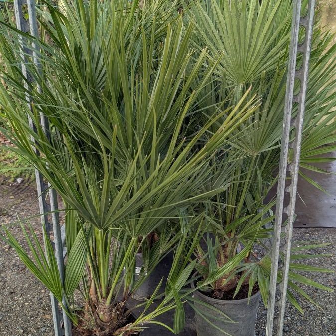 Chamearops-Humilis - dès 29€ et 99€