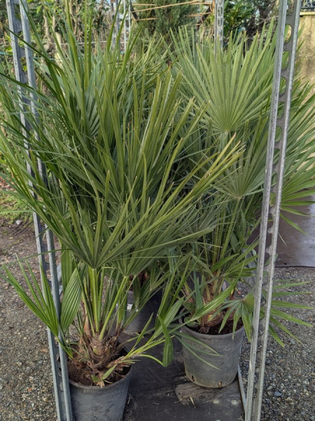 Chamearops-Humilis - dès 29€ et 99€ Chamearops-Humilis - dès 29€ et 99€