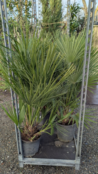 Chamearops-Humilis - dès 29€ et 99€