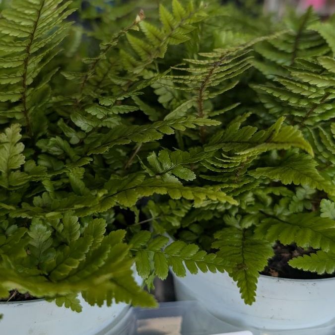 DRYOPTERIS-AFFINIS