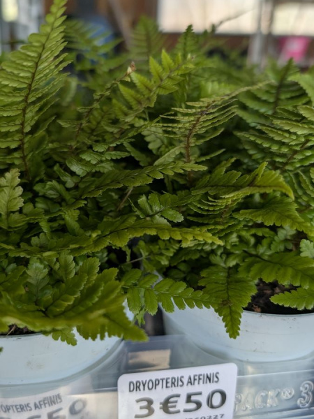 DRYOPTERIS-AFFINIS