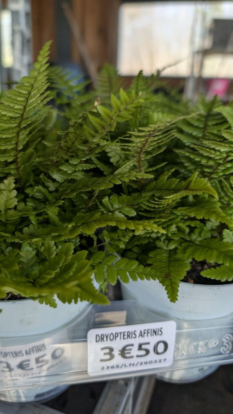 DRYOPTERIS-AFFINIS