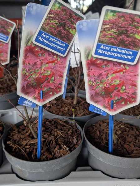 ERABLE-DU-JAPON ERABLE-DU-JAPON