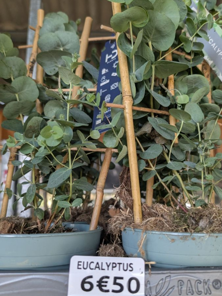 EUCALYPTUS