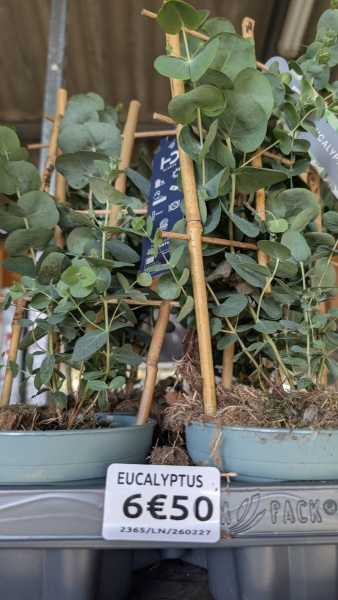 EUCALYPTUS