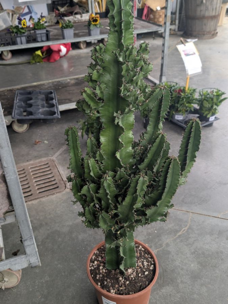 EUPHORBE-ERYTREA