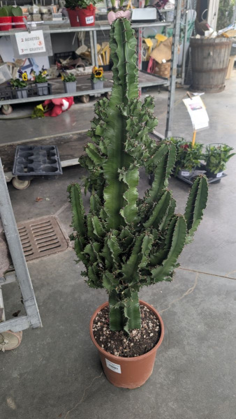 EUPHORBE-ERYTREA