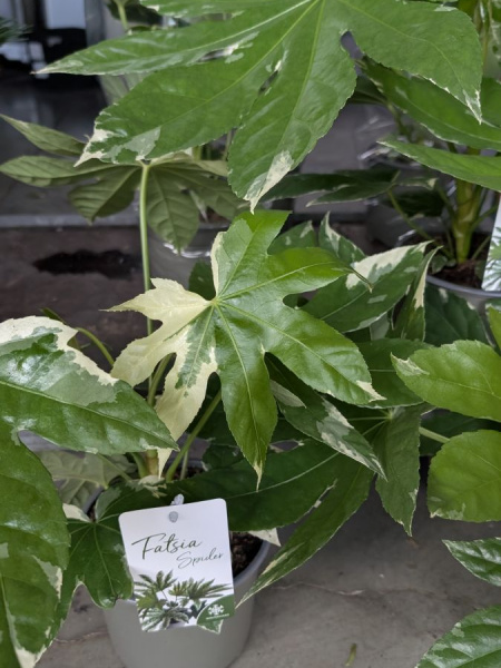 FATSIA-JAPONICA FATSIA-JAPONICA
