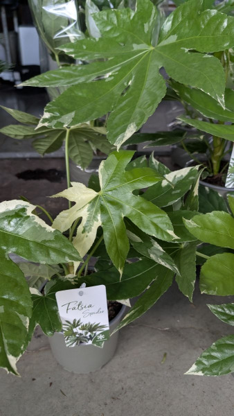 FATSIA-JAPONICA