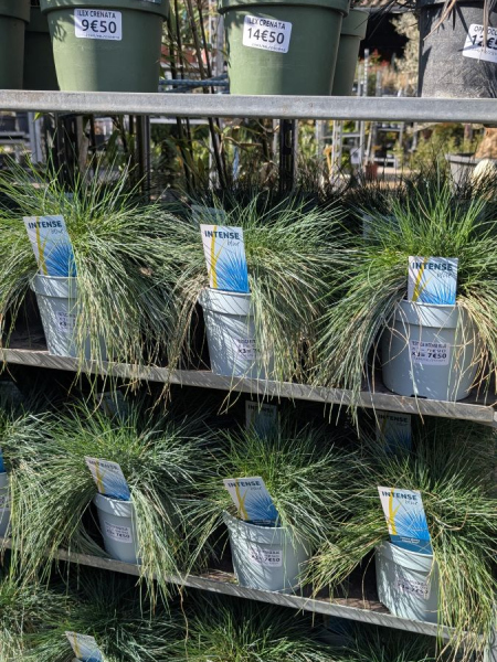 FESTUCA