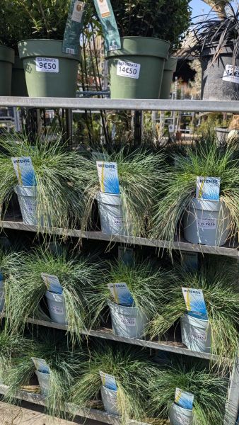 FESTUCA