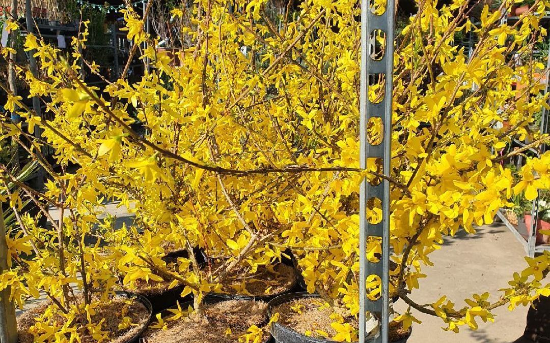 FORSYTHIAS 14€50