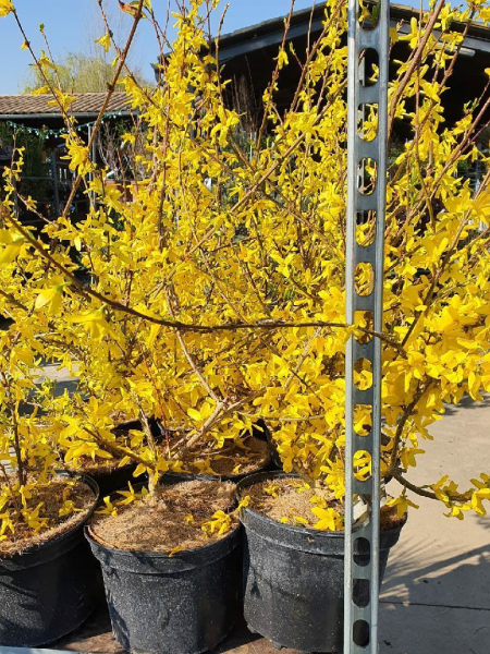 FORSYTHIAS 14€50 FORSYTHIAS 14€50
