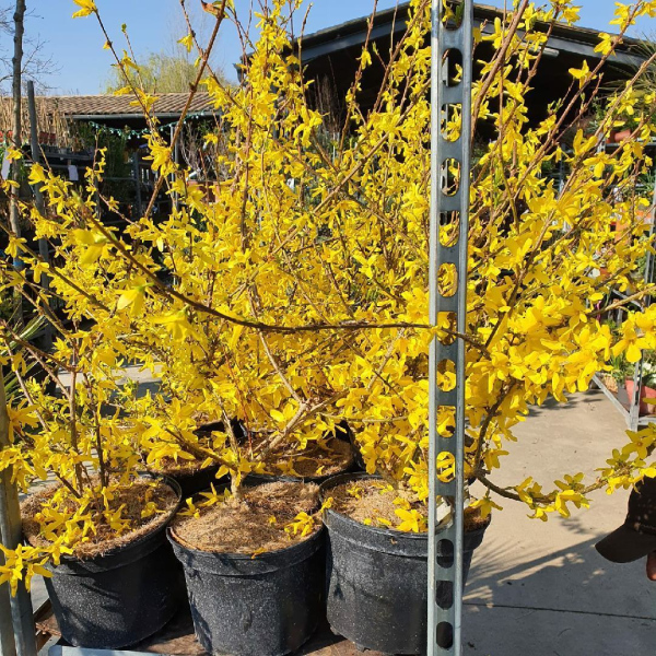 FORSYTHIAS 14€50