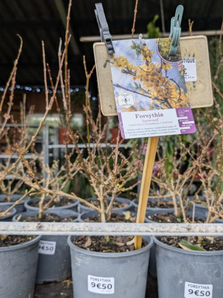 FORSYTIA