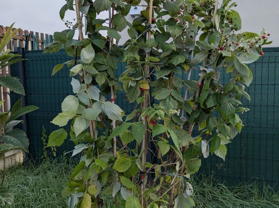 FRAMBOISIER sur pallissade  -  49€