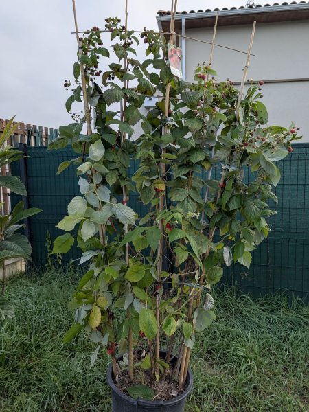 FRAMBOISIER sur pallissade - 49€ FRAMBOISIER sur pallissade - 49€