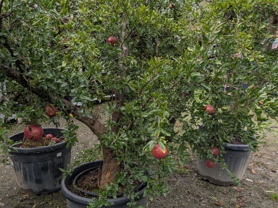 GRENADIER-A-FRUIT-PUNICA-GRANADA- 199€