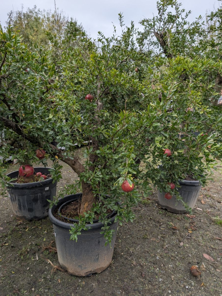 GRENADIER-A-FRUIT-PUNICA-GRANADA- 199€ GRENADIER-A-FRUIT-PUNICA-GRANADA- 199€