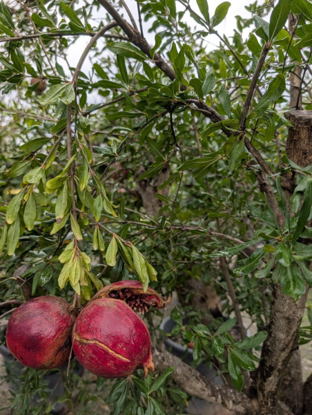 GRENADIER-A-FRUIT-PUNICA-GRANADA- 199€