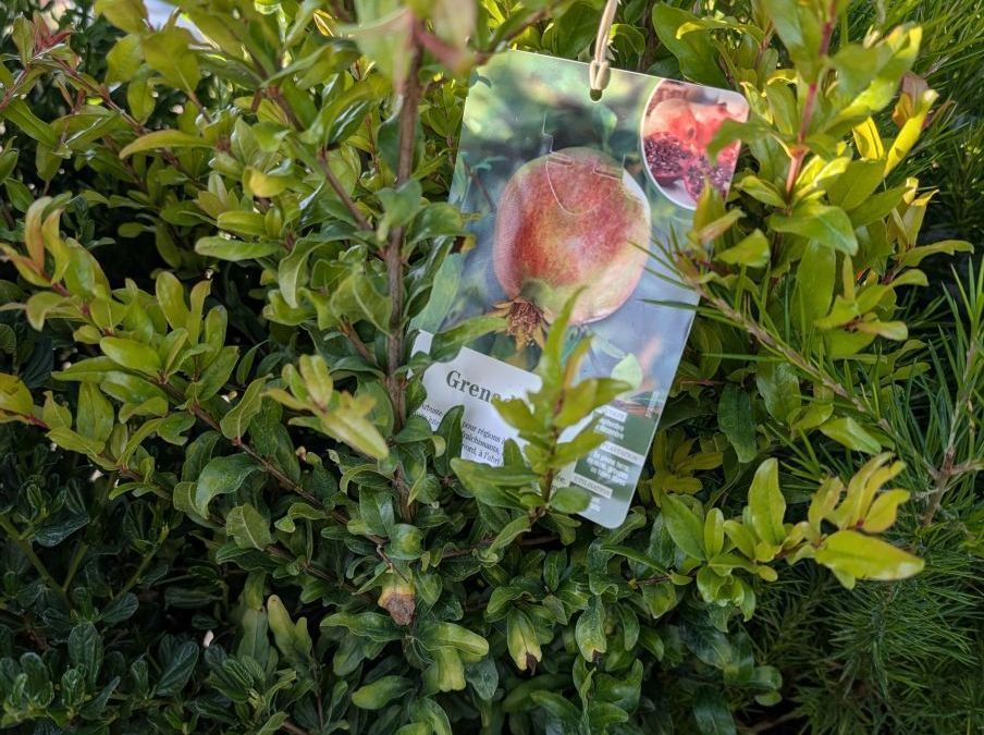 GRENADIER-A-FRUIT    19€50