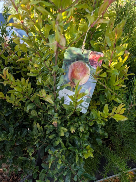 GRENADIER-A-FRUIT 19€50 GRENADIER-A-FRUIT 19€50