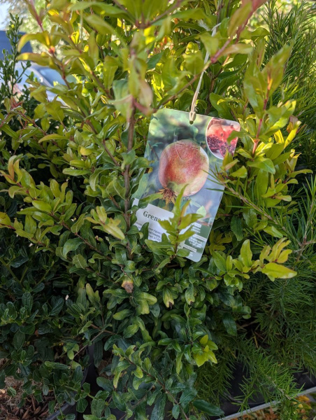 GRENADIER-A-FRUIT    19€50