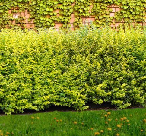 -LIGUSTRUM-OVALIFOLIUM-AUREUM   12€50