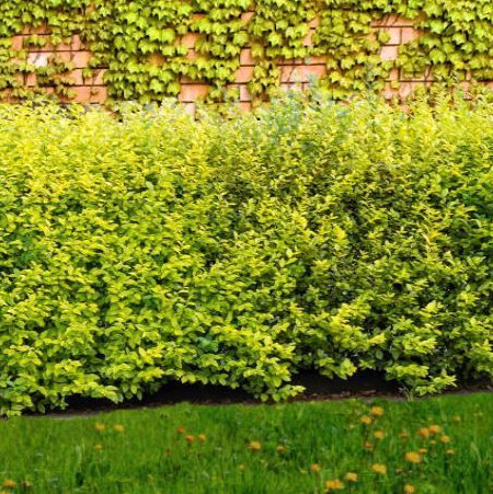 -LIGUSTRUM-OVALIFOLIUM-AUREUM   12€50