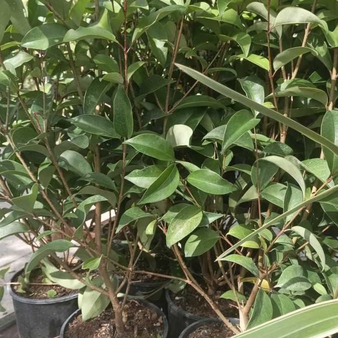 LIGUSTRUM JAPONICA  à partir de 12€50