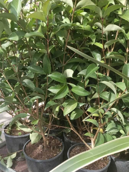 LIGUSTRUM JAPONICA à partir de 12€50 LIGUSTRUM JAPONICA à partir de 12€50