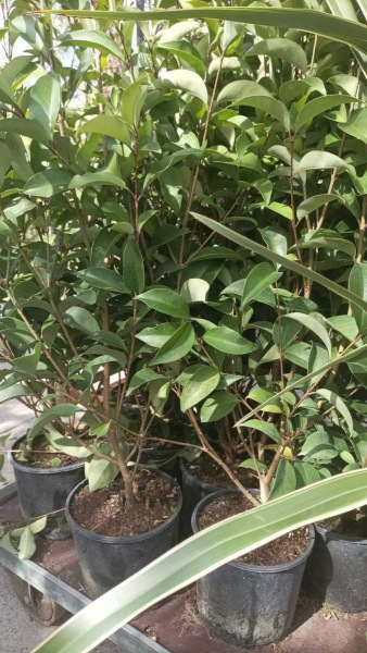 LIGUSTRUM JAPONICA  à partir de 12€50