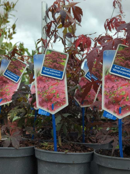 ERABLE DU JAPON par 2= 9€90 l'unité x1=12€50 ERABLE DU JAPON par 2= 9€90 l'unité x1=12€50