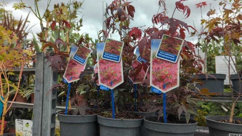 ERABLE DU JAPON  par 2= 9€90 l'unité     x1=12€50