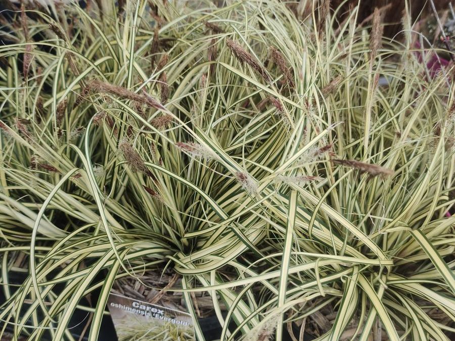 GRAMINEE CAREX 6€50