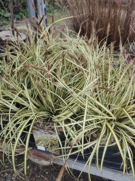 GRAMINEE CAREX 6€50