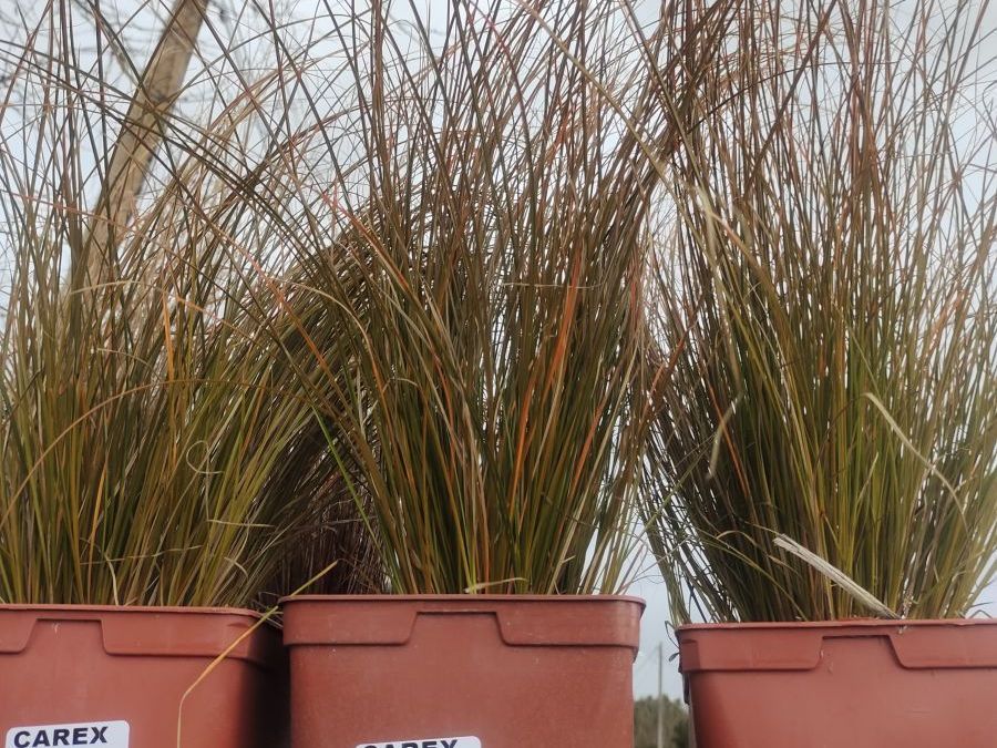 Carex Prairie Fire 6€50