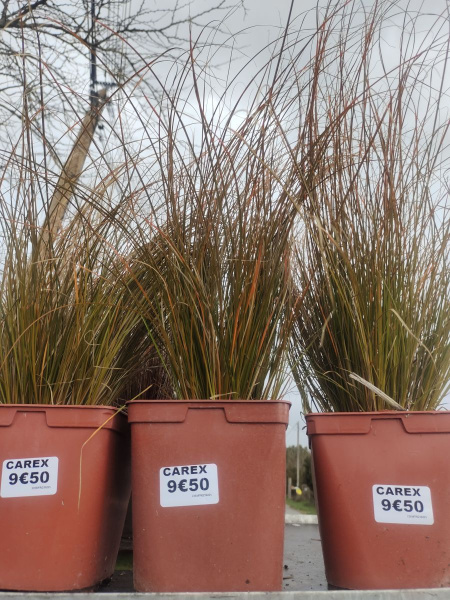 Carex Prairie Fire 6€50