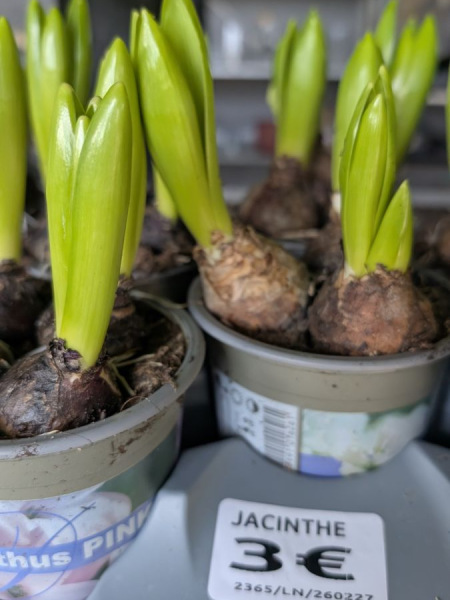 JACINTHE-MIX JACINTHE-MIX