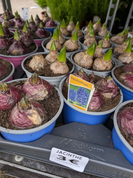 JACINTHE-OIGNON JACINTHE-OIGNON