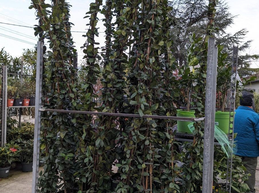 JASMIN-ETOILE-EXXTRA-250-MC