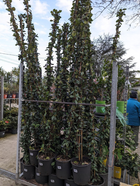 JASMIN-ETOILE-EXXTRA-250-MC JASMIN-ETOILE-EXXTRA-250-MC