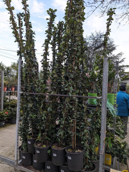 JASMIN-ETOILE-EXXTRA-250-MC