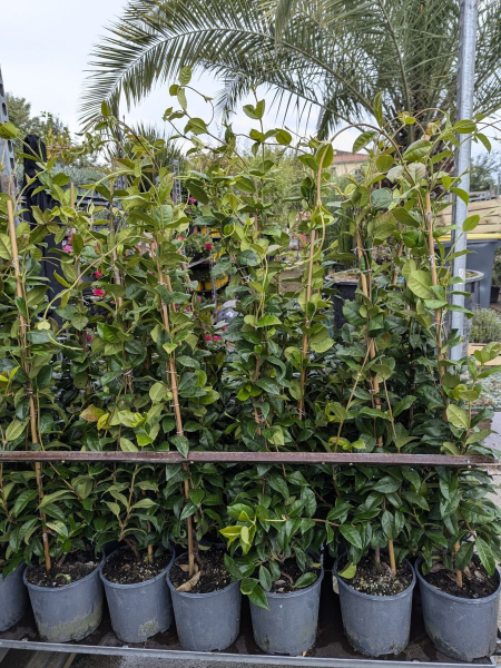 JASMIN-ETOILE dès 16€50/25€/29€/39€/45€ JASMIN-ETOILE dès 16€50/25€/29€/39€/45€