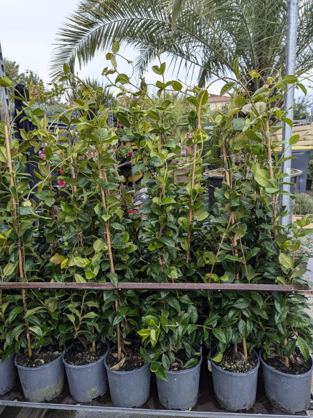 JASMIN-ETOILE dès 16€50/25€/29€/39€/45€