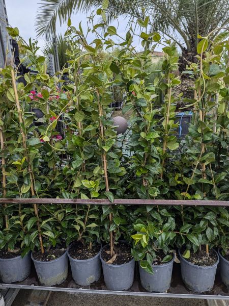 JASMIN-ETOILÉ 16€50 JASMIN-ETOILÉ 16€50