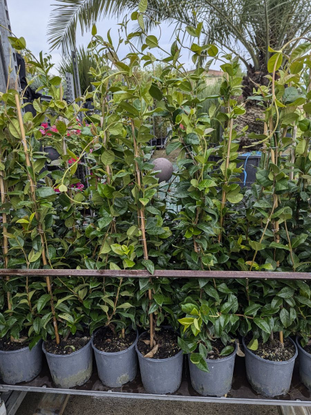 JASMIN-ETOILÉ  16€50