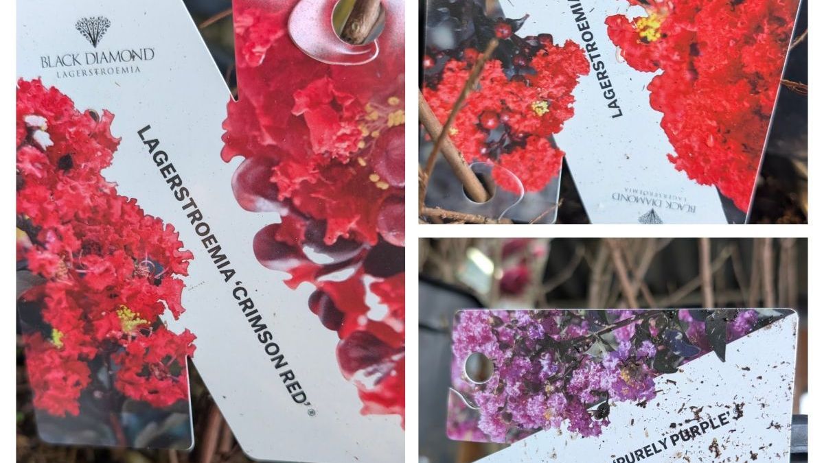 LAGERSTROEMIA-LILAS-DES-INDES  29€90